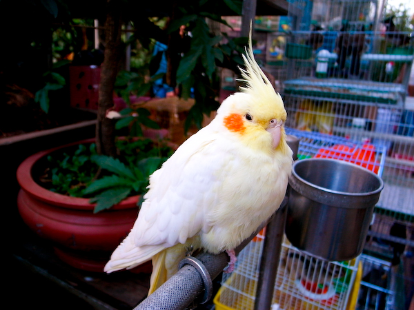 Xi'an-Flower & Bird-Market